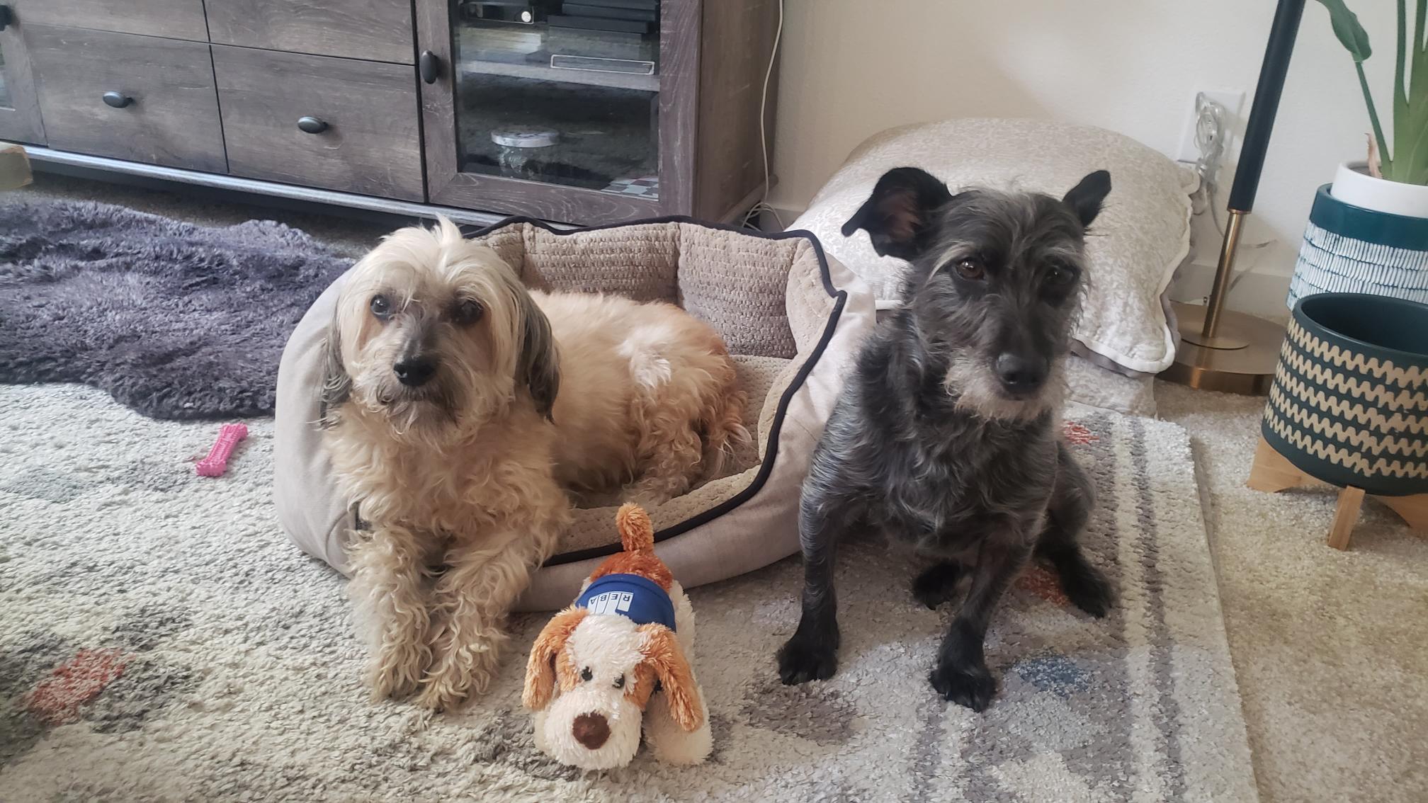 Two dogs sit on a rug in a living room; one tan dog lies in a dog bed while a black dog sits next to it. A plush dog toy is in front of them, and data, along with furniture and plants, fills the background.