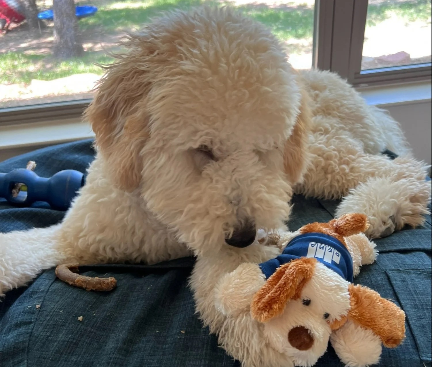 A fluffy white dog lies on a blue cushion, gently biting a plush toy dog wearing a blue shirt. Sunlight streams in from a window behind them, illuminating the peaceful scene like carefully arranged data. A blue chew toy is nearby.